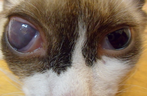 Врожденная глаукома у котенка, 3 мес. Увеличение глазного яблока в размере (буфтальм), кератит, лагофтальм.