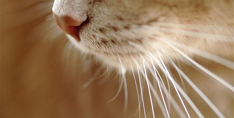 Выпадение усов у котов: о чём говорит и что делать