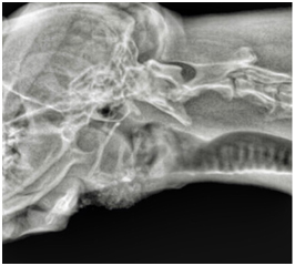 Рис.2 – рентгенография собаки в латеральной проекции, стрелками указаны конкременты нижнече-люстной слюнной железы