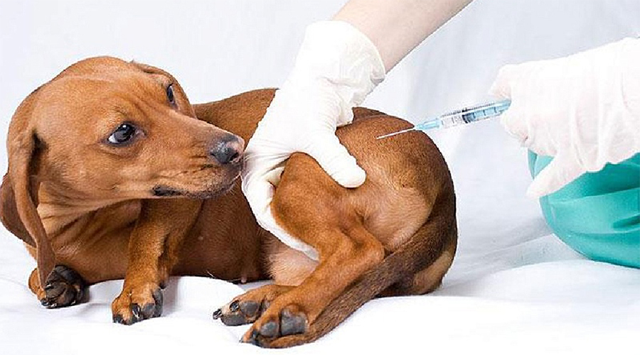 Парвовирусный энтерит собак лечение и диагностика  в ИВЦ МВА