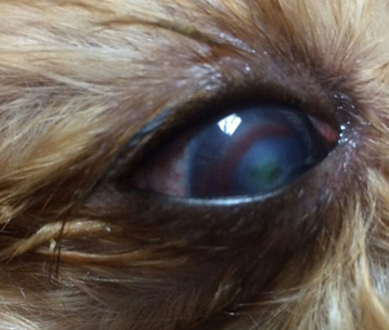 глаз йоркширского терьера 4х лет, попавшего к нам на офтальмологический прием, после повреждения роговицы шипом от розы