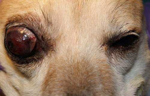 Терминальная глаукома у собаки. Увеличение глазного яблока в размере (буфтальм), кератит, лагофтальм.
