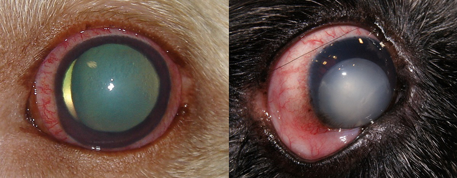 Факотопическая глаукома у собак. Люксация хрусталика в заднюю камеру глаза (слева) и в переднюю (справа)