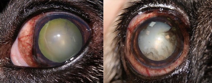 Факоморфическая глаукома у собак, мидриаз, расширение эписклеральных сосудов, катаракта