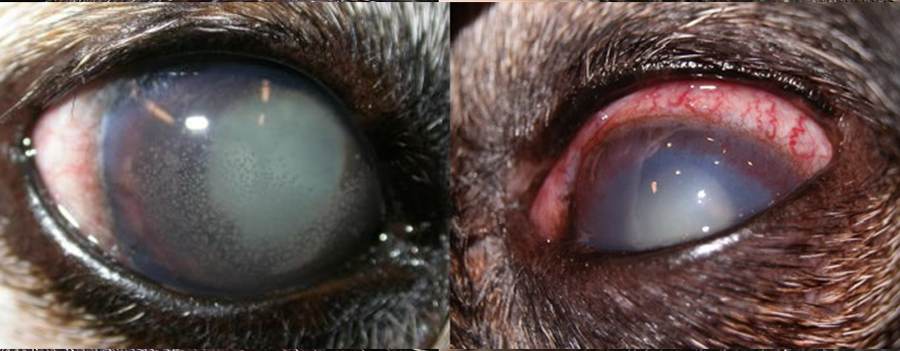 Факолитическая глаукома у собак. Выраженный отек роговицы, наличие преципитатов и экссудата в ПК, расширение эписклеральных сосудов, катаракта