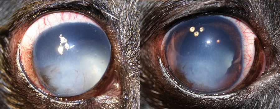 Факотопическая глаукома у собаки породы такса, ВГД 42 мм рт.ст. (слева). Состояние глаза через 14 дней терапии, ВГД 14 мм рт.ст. (справа)