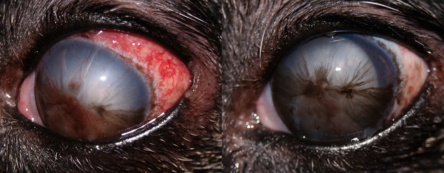 Факоморфическая глаукома у беспородной собаки, ВГД 35 мм рт.ст. (справа). Состояние глаза через 30 дней терапии, ВГД 19 мм рт.ст.