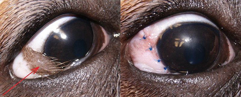 Дермоид у собаки (указано стрелкой). Хорошо видны растущие волосы. Состояние глаза сразу после удаления дермоида.
