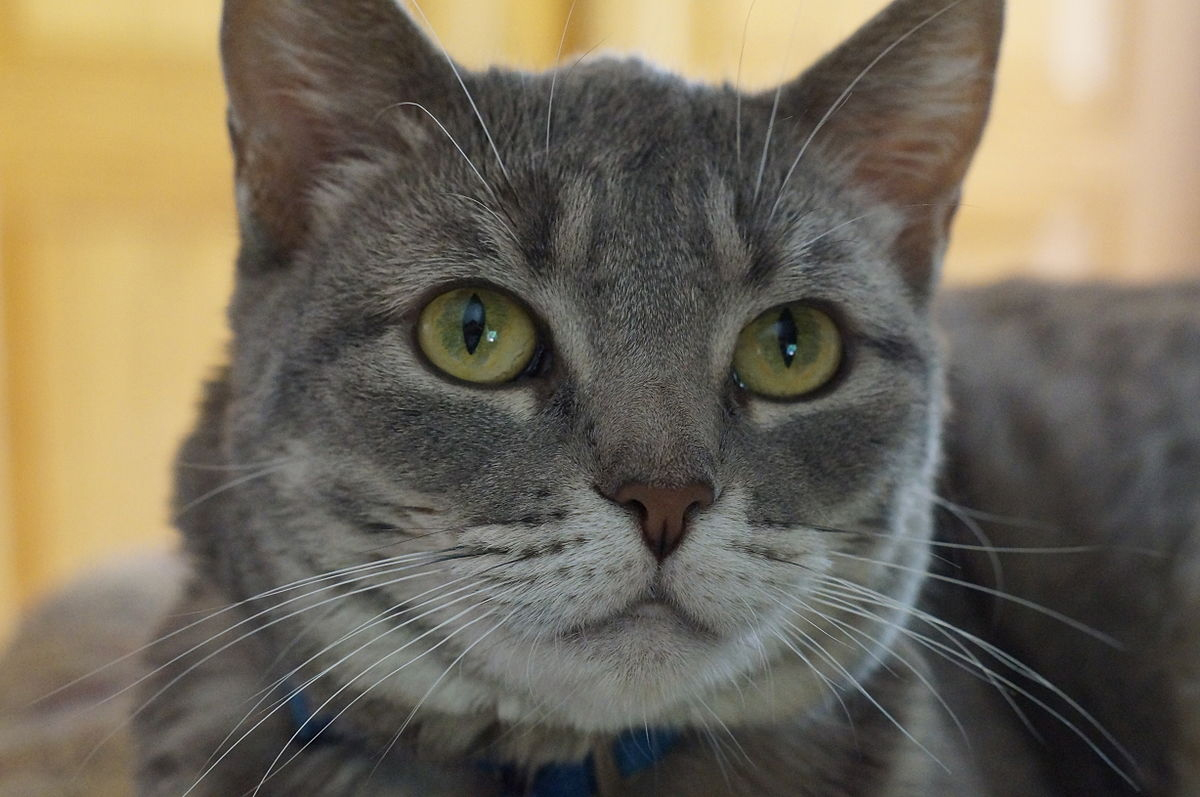 Особенности зрения у домашних кошек – как кошка видит вблизи и вдаль