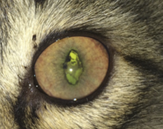 Офтальмологическое проявление FIV у кошки.
