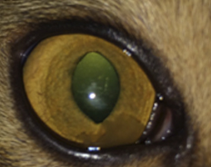 Офтальмологическое проявление вирусного перитонита у кошки