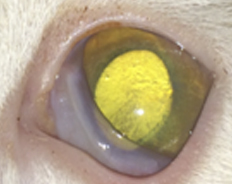 Офтальмологическое проявление вируса герпеса у котенка.