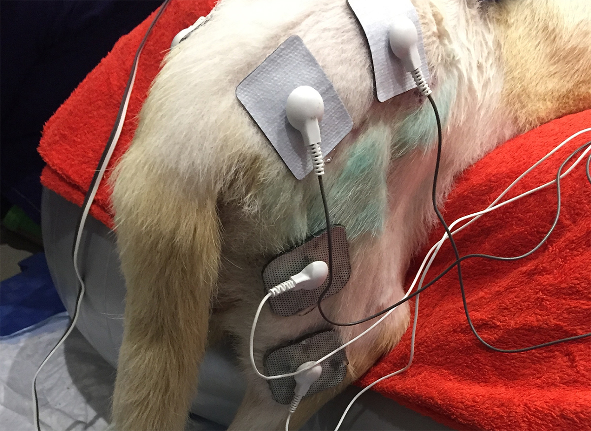 Электротерапия ИВЦ МВА реабилитация животных