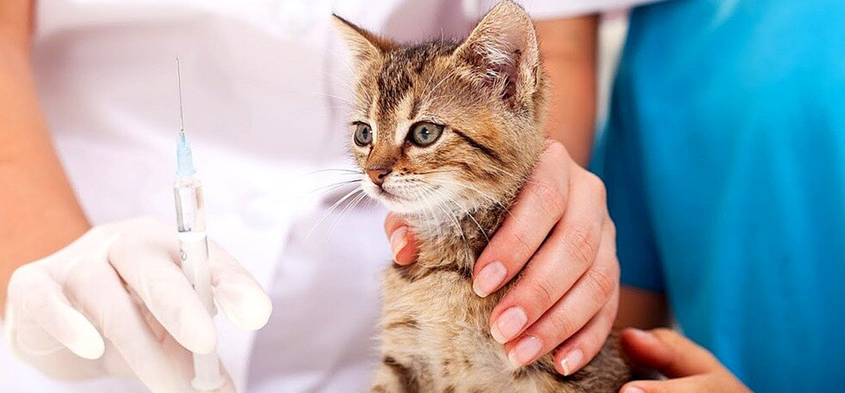 Вакцинация от лишая собак и кошек – Вакцинация против дерматофитозов у  животных