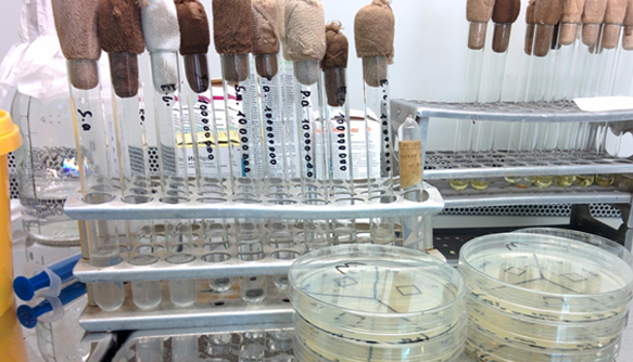 Рис.1 Подготовка  образцов E.coli, St.aureus и Ps.aeruginosa к посеву на МПА.
