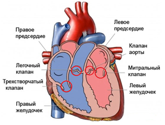 Клапаны сердц