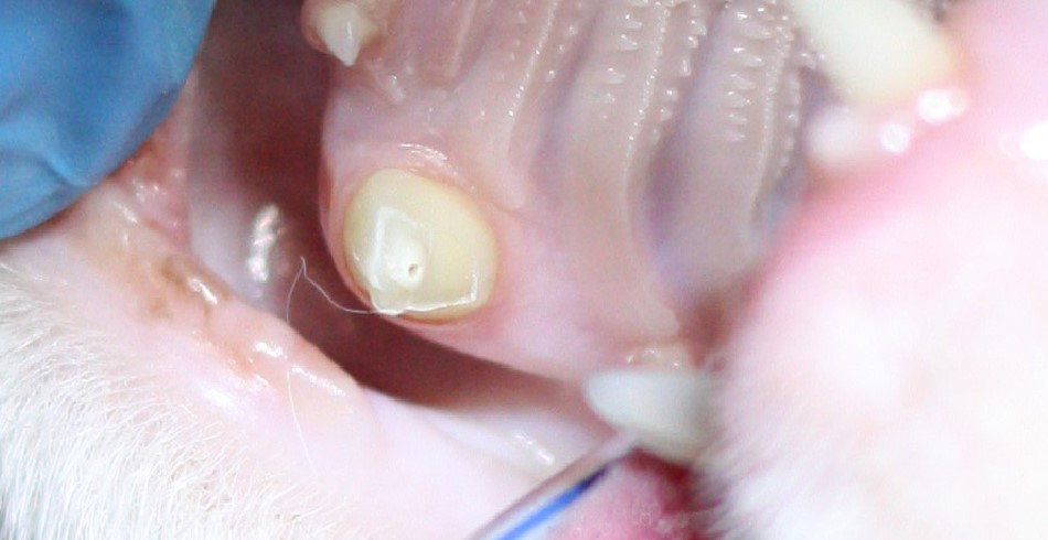 Перелом клыка у кошки с вовлечением пульп