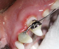 Ортодонтия в ветеринарной стоматологии