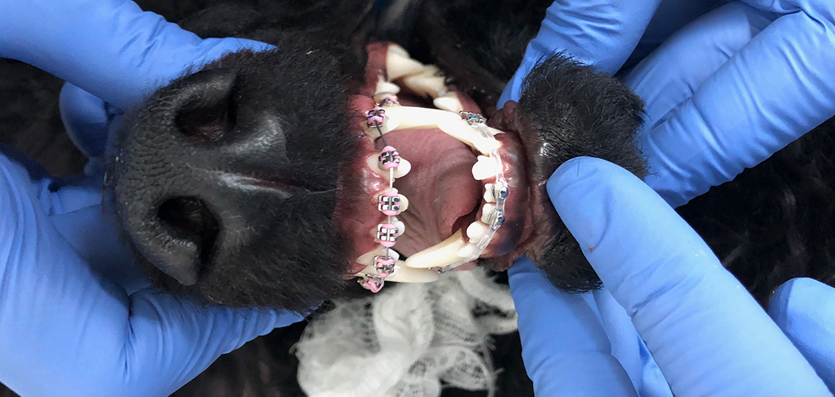 Ортодонтия в ветеринарной стоматологии