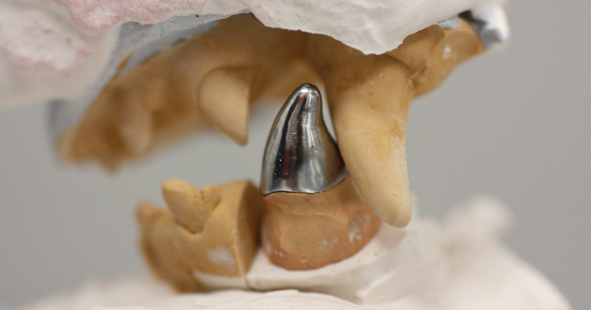 Ортопедия в ветеринарной стоматологии 