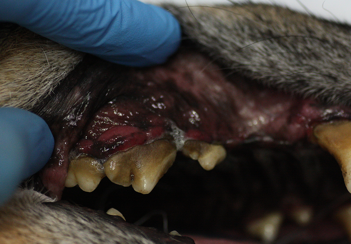 Зубной камень 2-й степени у собаки