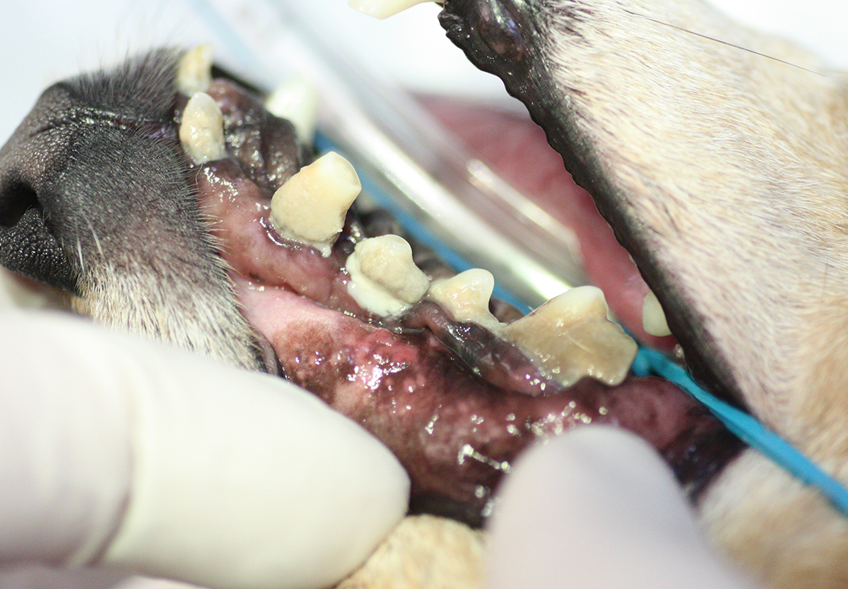 Зубной камень 3-й степени у собаки  с сопутствующии патологиями