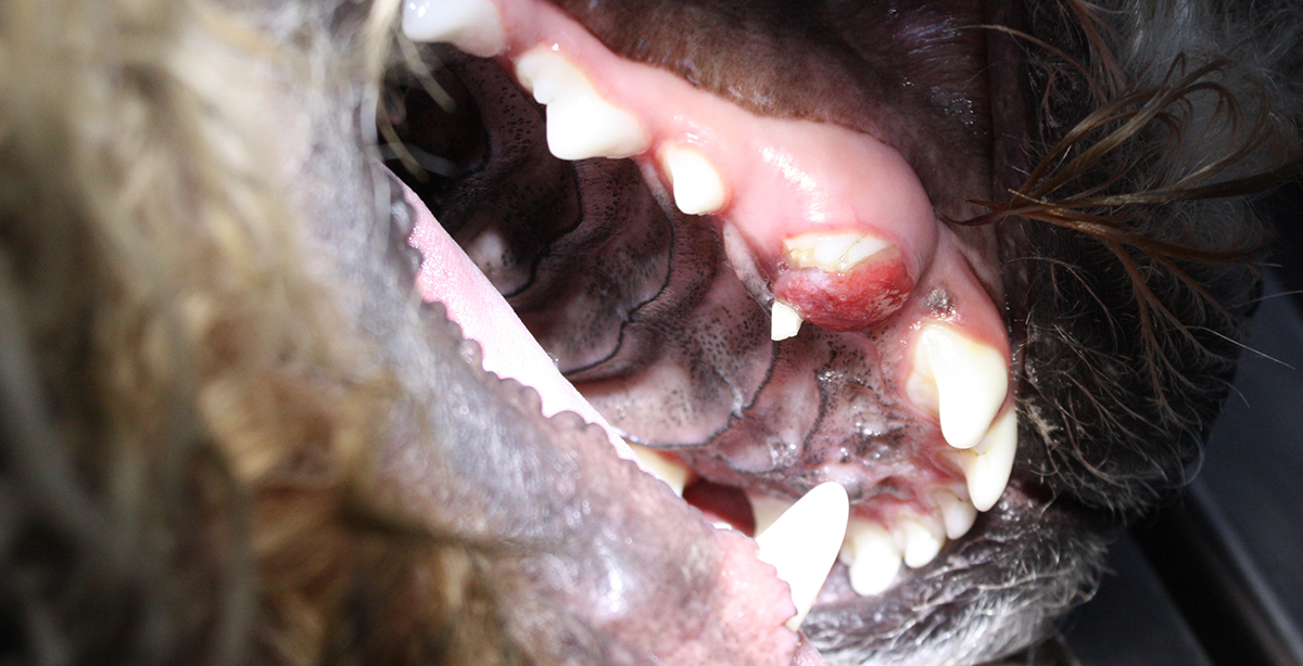Перелом клыка у молодой крупной собаки