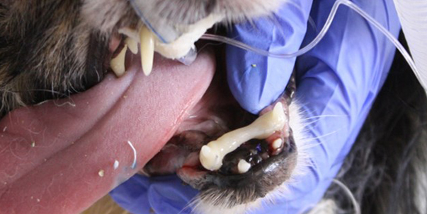 Шинирование перелома нижней челюсти у собаки