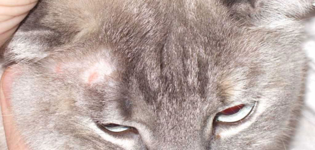Лишай у кошек: симптомы, лечение и профилактика