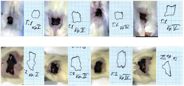 Различия формы и площади ран у крыс внутри групп и между ними в начале исследования.