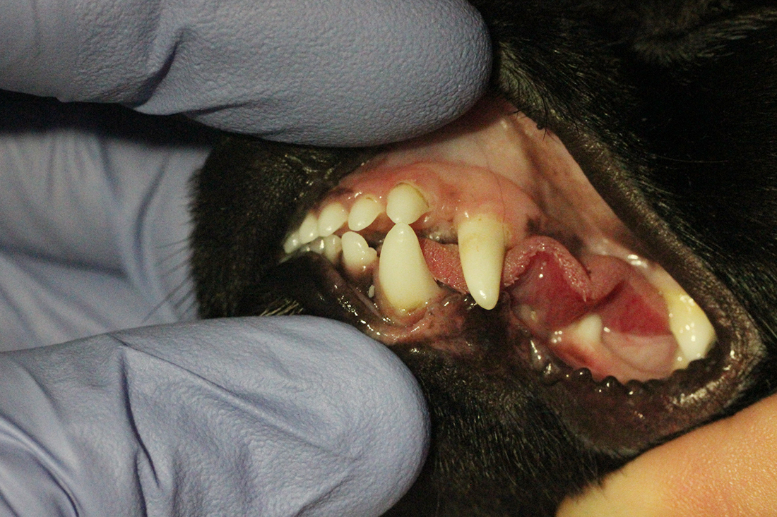 Актуальность ортодонтии в ветеринарии
