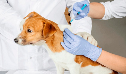 Как правильно сделать прививку собаке самому: делаем вакцинацию дома