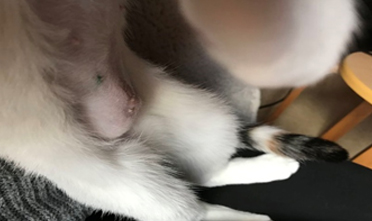 Возможные осложнения у кошки после стерилизации 