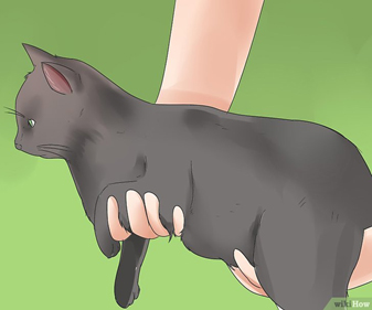 После стерилизации первые 7-10 суток категорически запрещено таскать кошку на руках