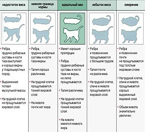 Уход за кошкой после стерилизации – статья о лечении животных ИВЦ МВА