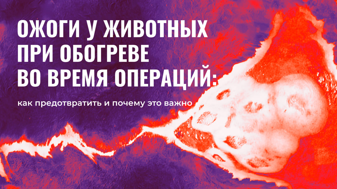 Ожоги у животных