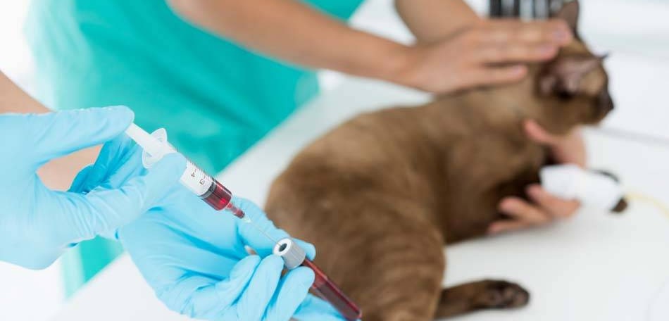 Биохимический анализ крови у кошек