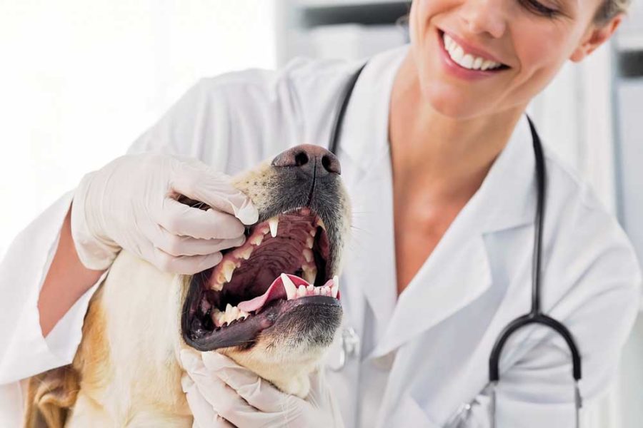 Ветеринарная стоматология в Москве – Лечение зубов у собак, кошек и других  животных