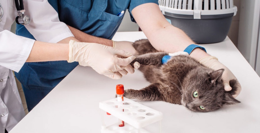 Анализы крови на гормоны у кошек и собак