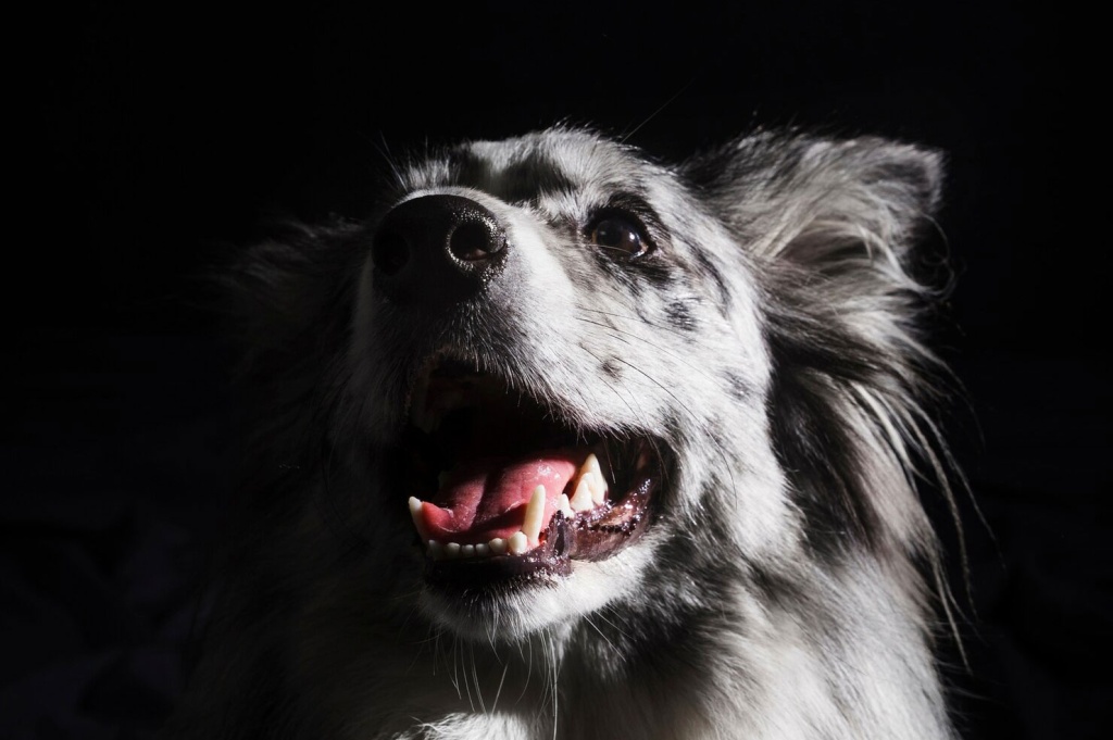 Усыпление собак в Люблино Усыпление собак в Люблино