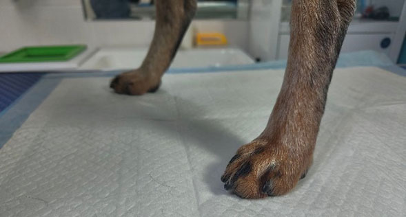 Стрижка когтей: полное руководство от ветеринарного врача Стрижка когтей: полное руководство от ветеринарного врача