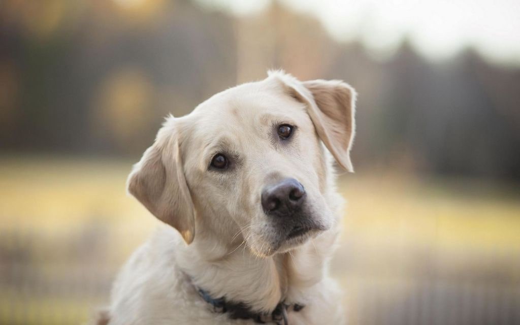 Лишай у собаки - признаки, симптомы и лечение у ветеринара