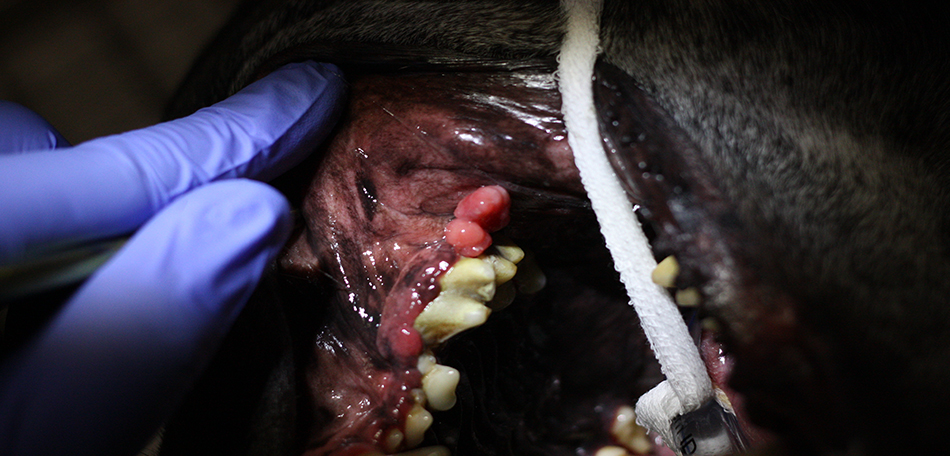 Онкология в ветеринарной стоматологии
