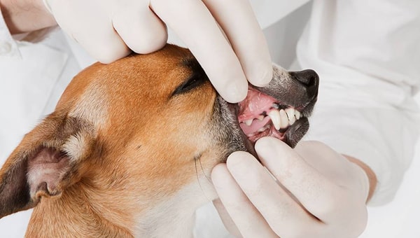 Удаление зубов у собак, кошек и других животных, цена