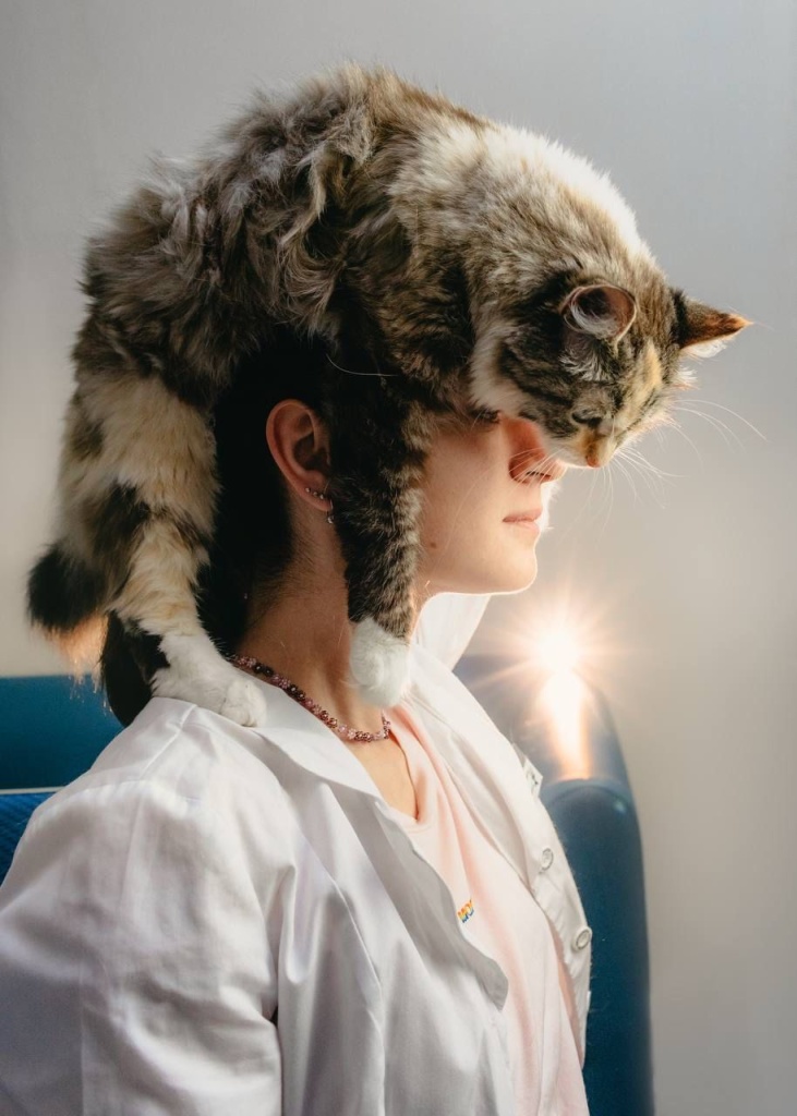 Откуда берут иммунитет котята и как укрепить связь врача с котенком на всю жизнь? 