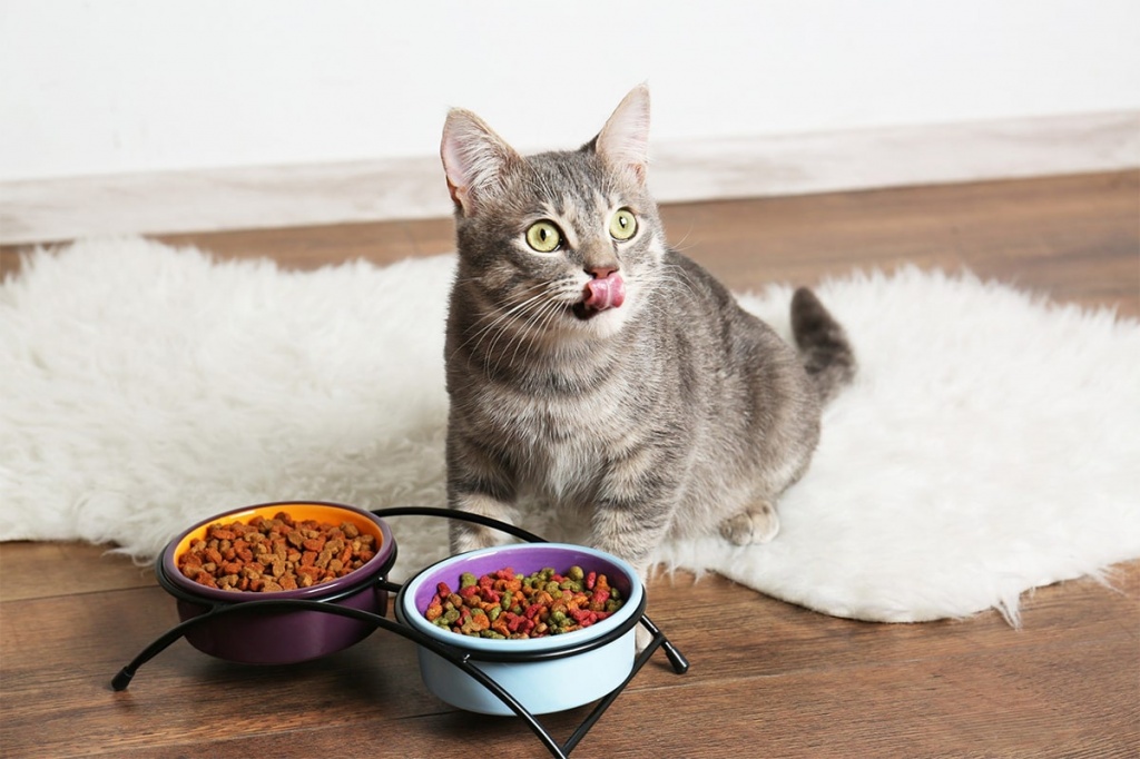 Понос у кота (кошки) – что делать, чем лечить в домашних условиях
