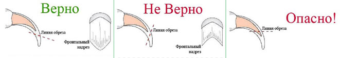 Стрижка когтей: полное руководство от ветеринарного врача Стрижка когтей: полное руководство от ветеринарного врача