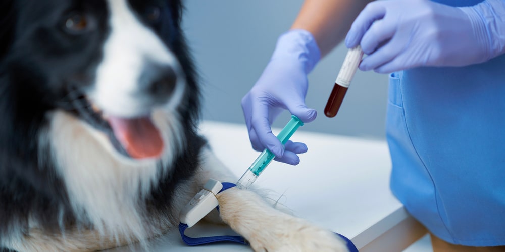 ИФА анализ собаки (иммуноферментный анализ)