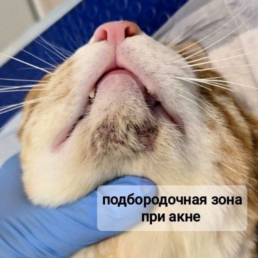 Акне у кошек: почему появляются «чёрные точки» на подбородке? Акне у кошек: почему появляются «чёрные точки» на подбородке?
