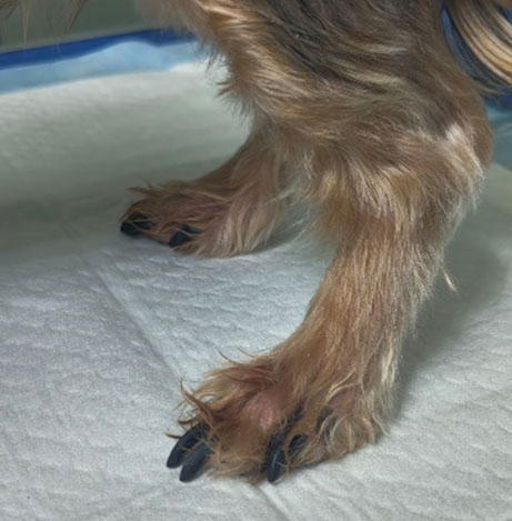 Стрижка когтей: полное руководство от ветеринарного врача Стрижка когтей: полное руководство от ветеринарного врача